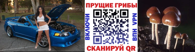 Галлюциногенные грибы Psilocybe  ОМГ ОМГ вход  Новомичуринск 